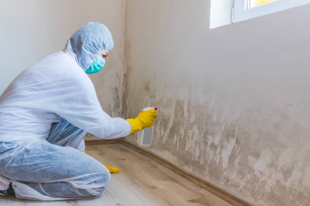 Licensed Attic Mold Removal service in Jamestown, NC - WQB Mold Removal