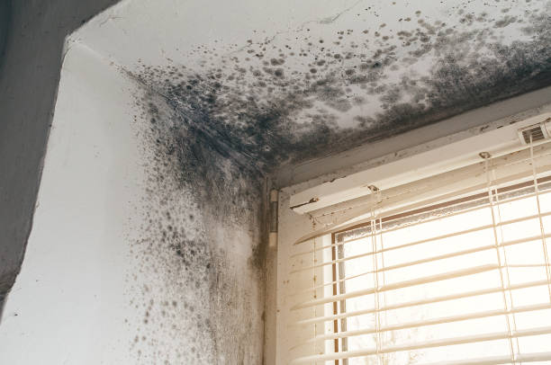 Affordable Attic Mold Removal solutions in Jamestown, NC